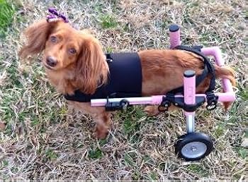 ドッグウォーカー　犬用車椅子　ミニチュアダックスフンド 専用 楽天市場】＼ 10%OFFクーポンすぐ使える！ ／ 犬用車椅子 車いす